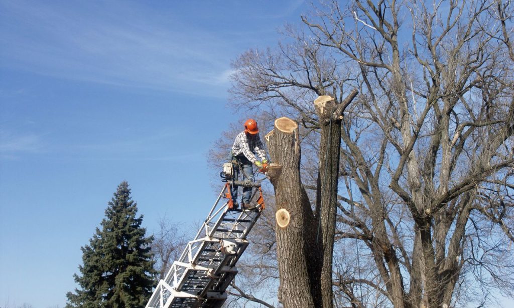 tree trimmers