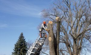 tree trimmers