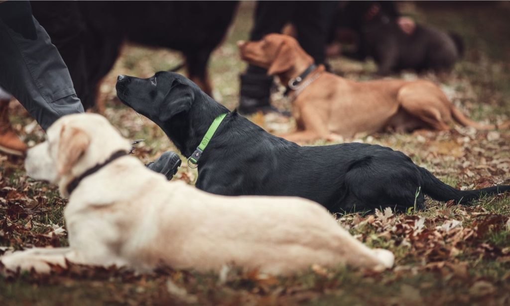 Dog Obedience Training in Tennessee