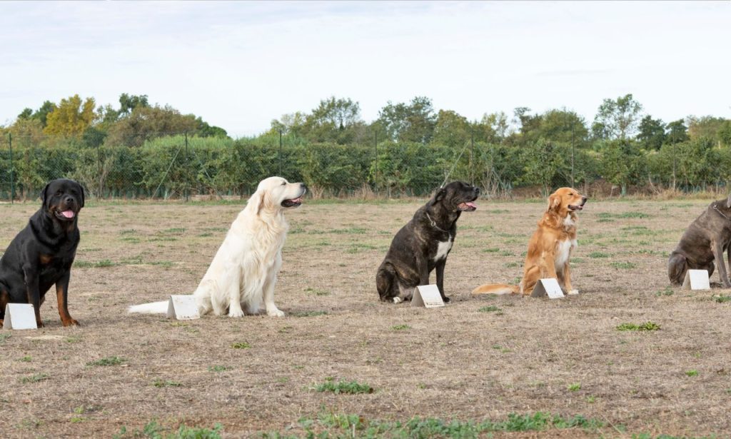 Dog Obedience Training in Tennessee