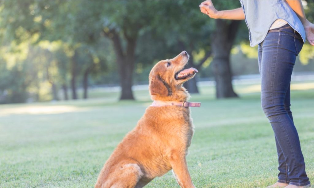 Dog Obedience Training in Tennessee