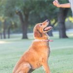 Dog Obedience Training in Tennessee